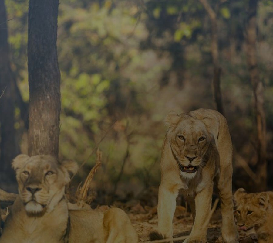 Indian Wildlife Tours