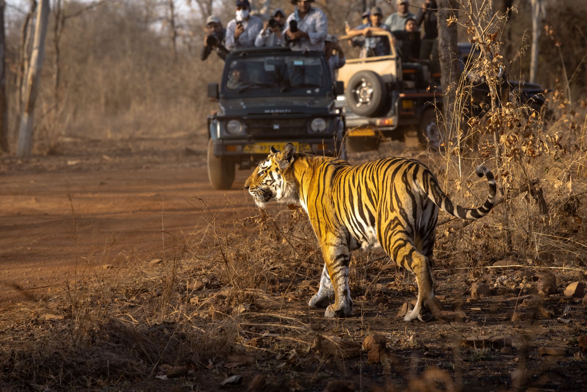 Gujarat Wild Life Tour - 12 Nights
