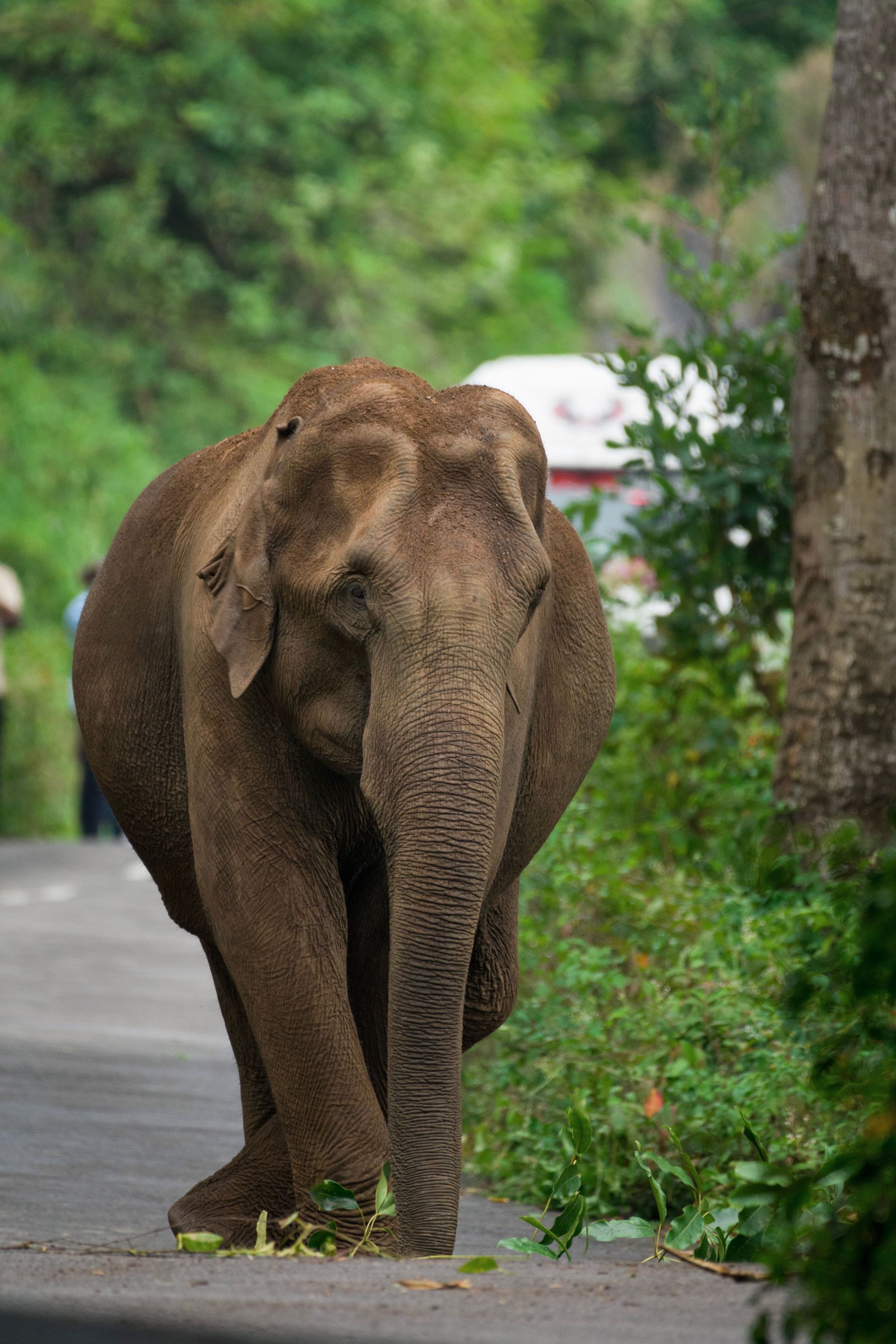 Munnar / Thekkady