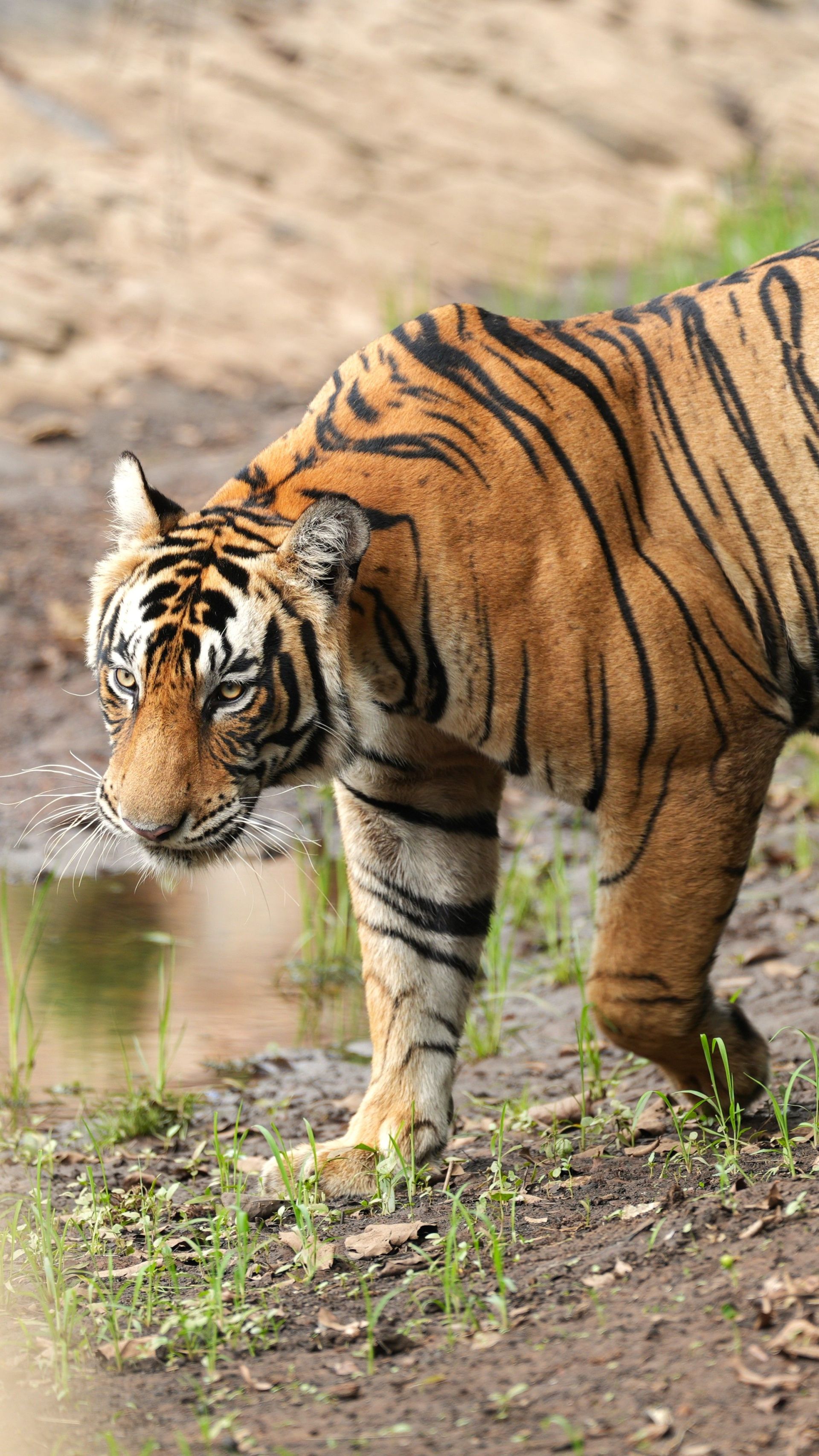 The thrill of exploring the Tiger terrain