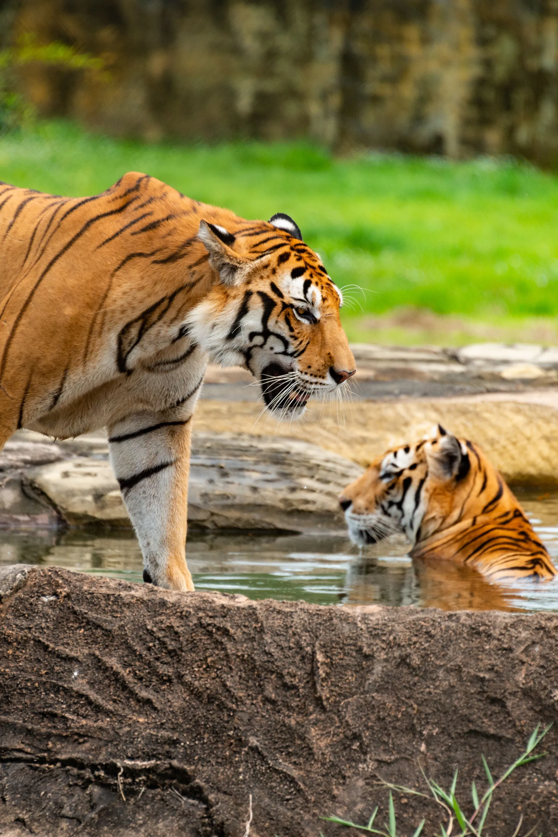 Sariska Tiger Reserve