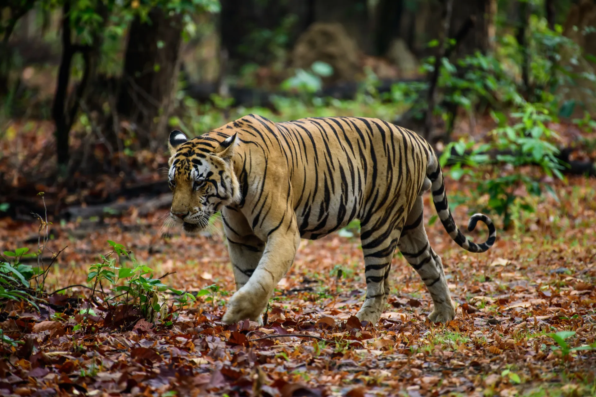 Pench National Park