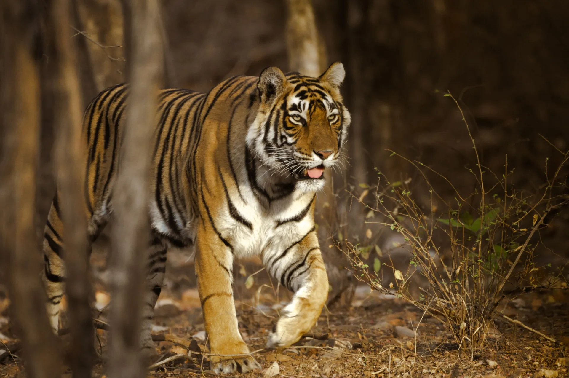 The thrill of exploring India’s oldest National Park, Jim Corbett