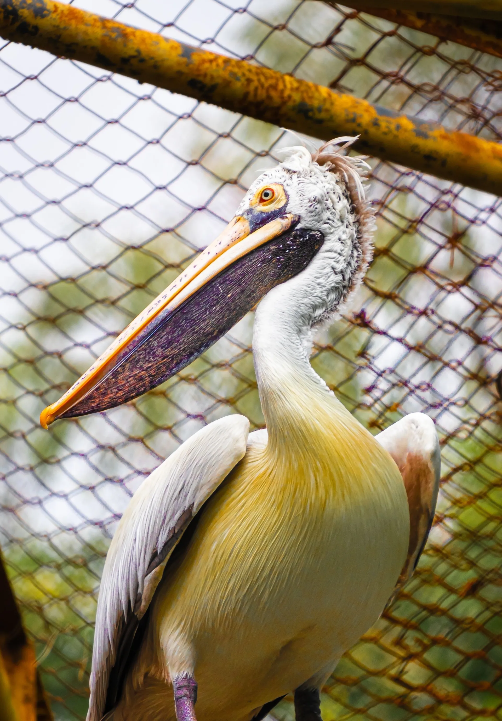 The Avifauna Sanctuary – Keoladeo Ghana National Park
