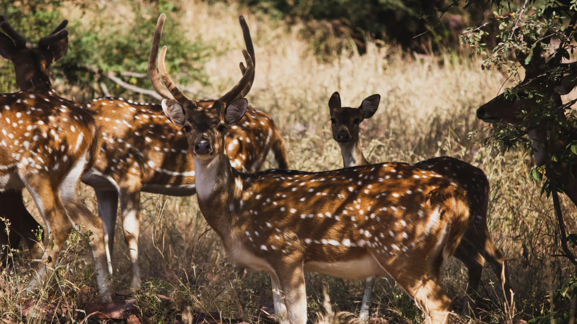 Sariska National Park