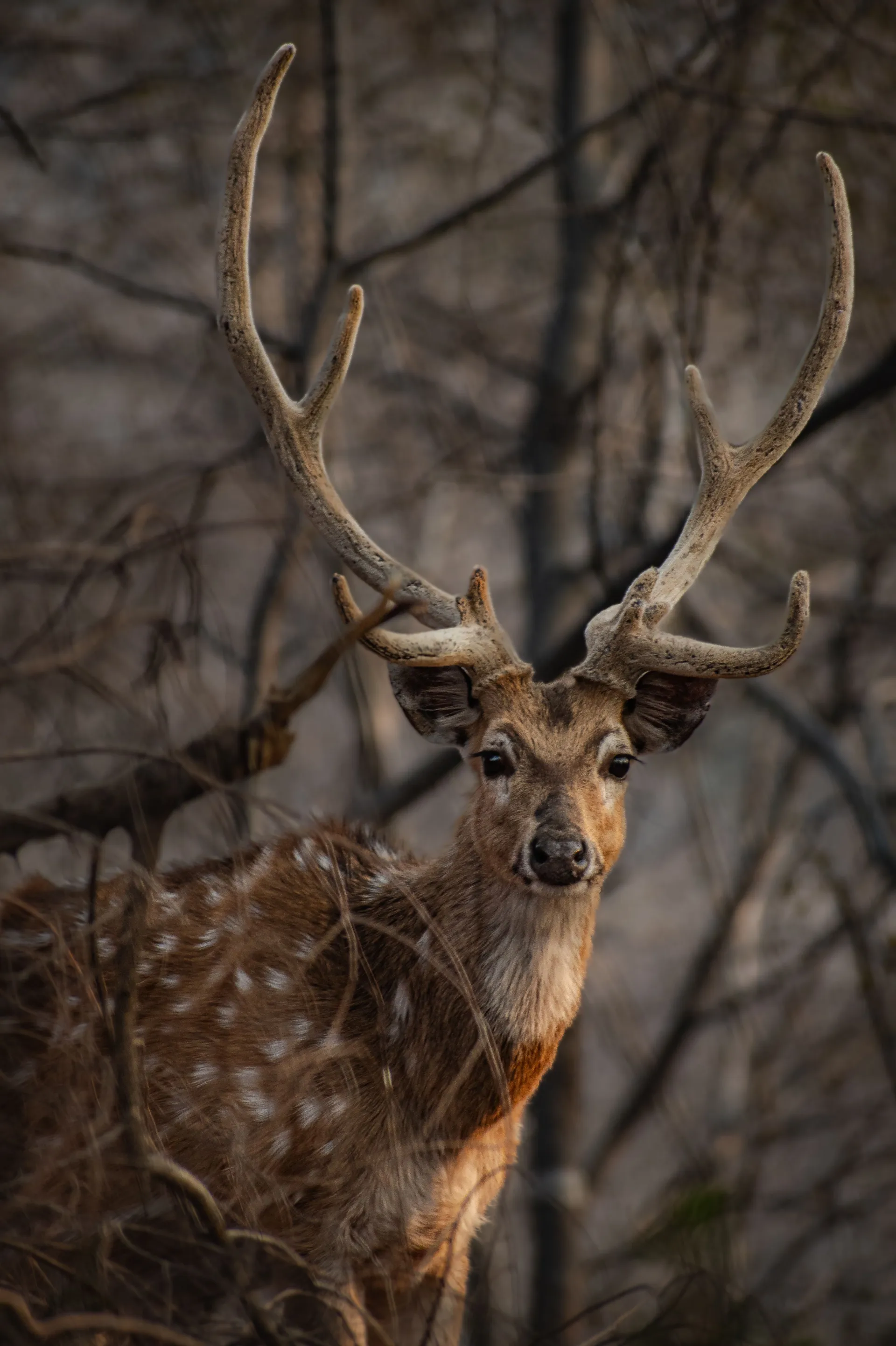 India’s alluring – Ranthambhore National Park