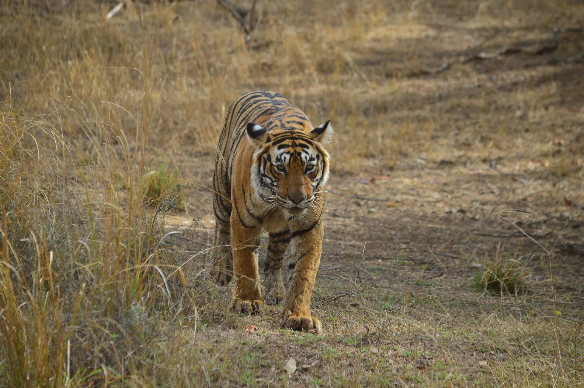Bid farewell to the Land of Tigers as you head to Keoladeo National Park