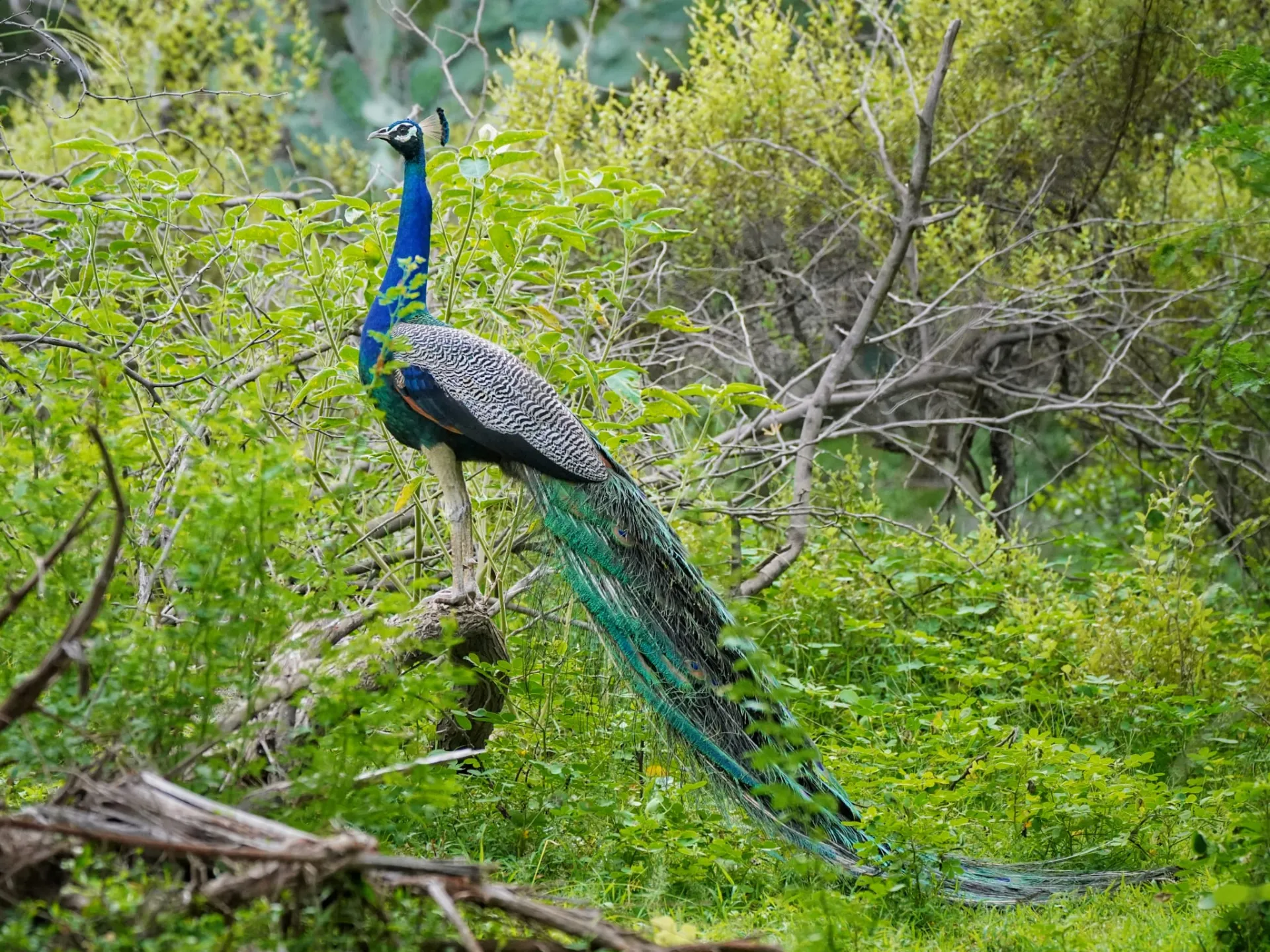 On to Keoladeo National Park, Bharatpur