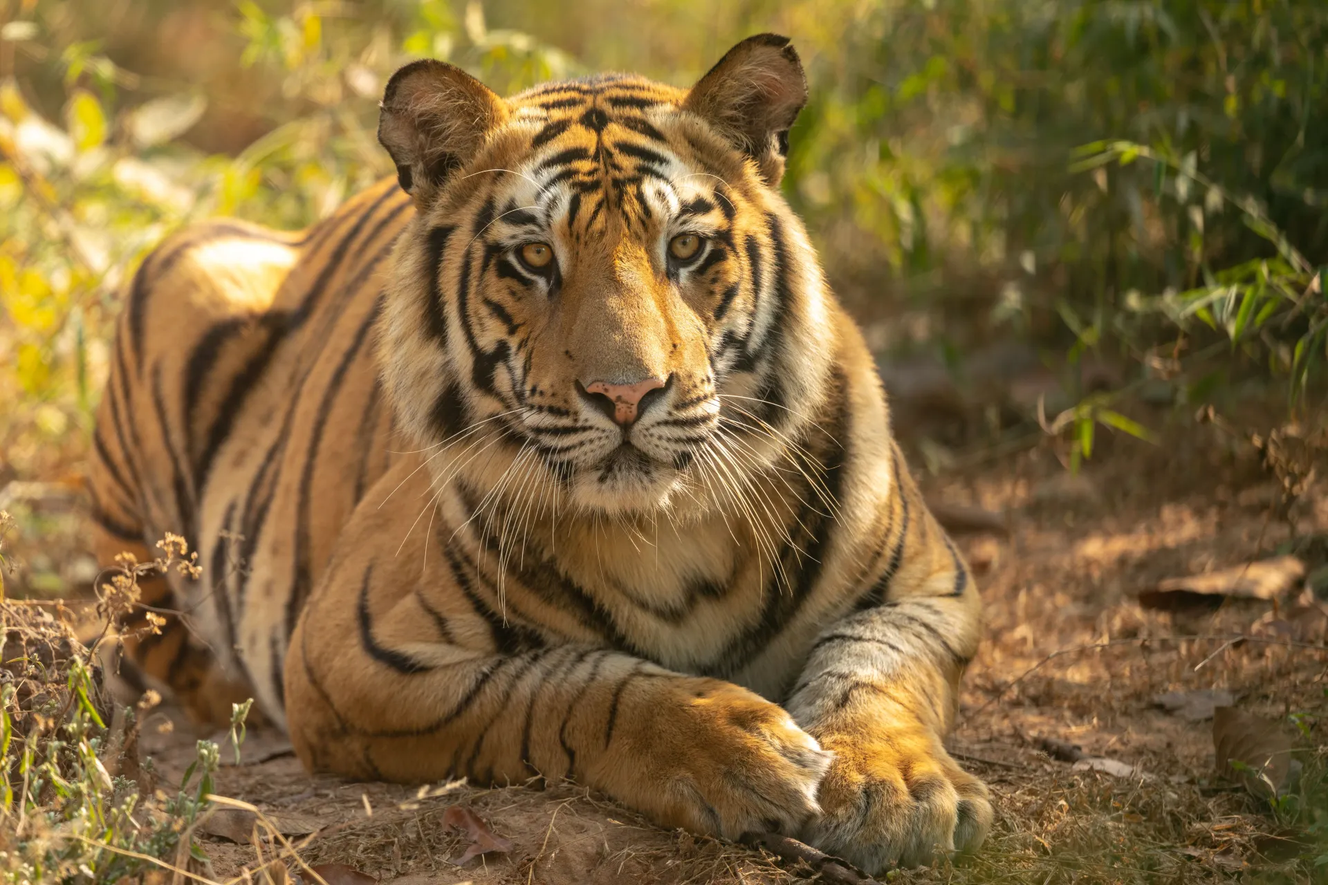 The Tiger’s Haven - Bandhavgarh
