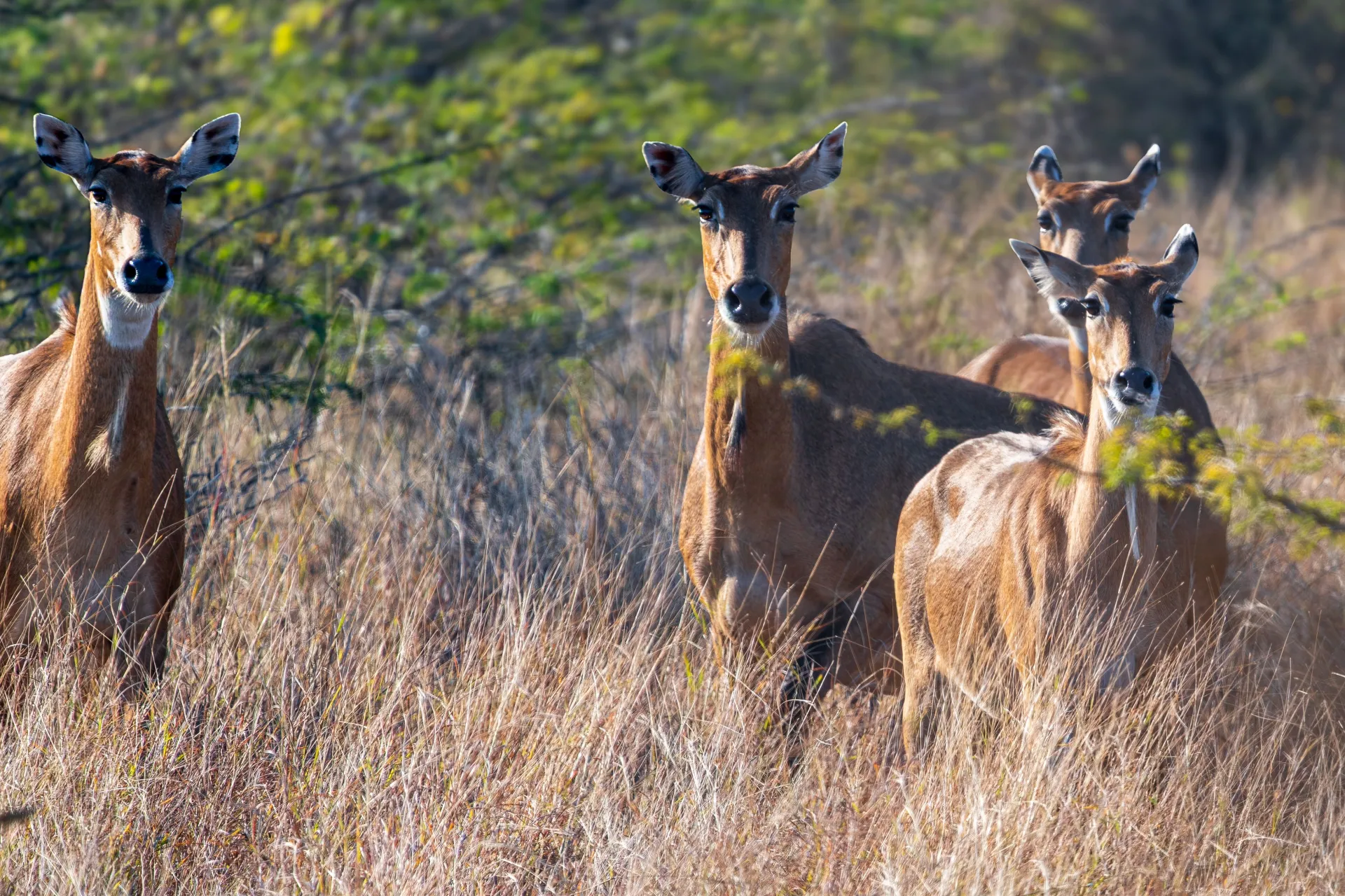 Onto the beautiful Bandhavgarh, the land of benevolence