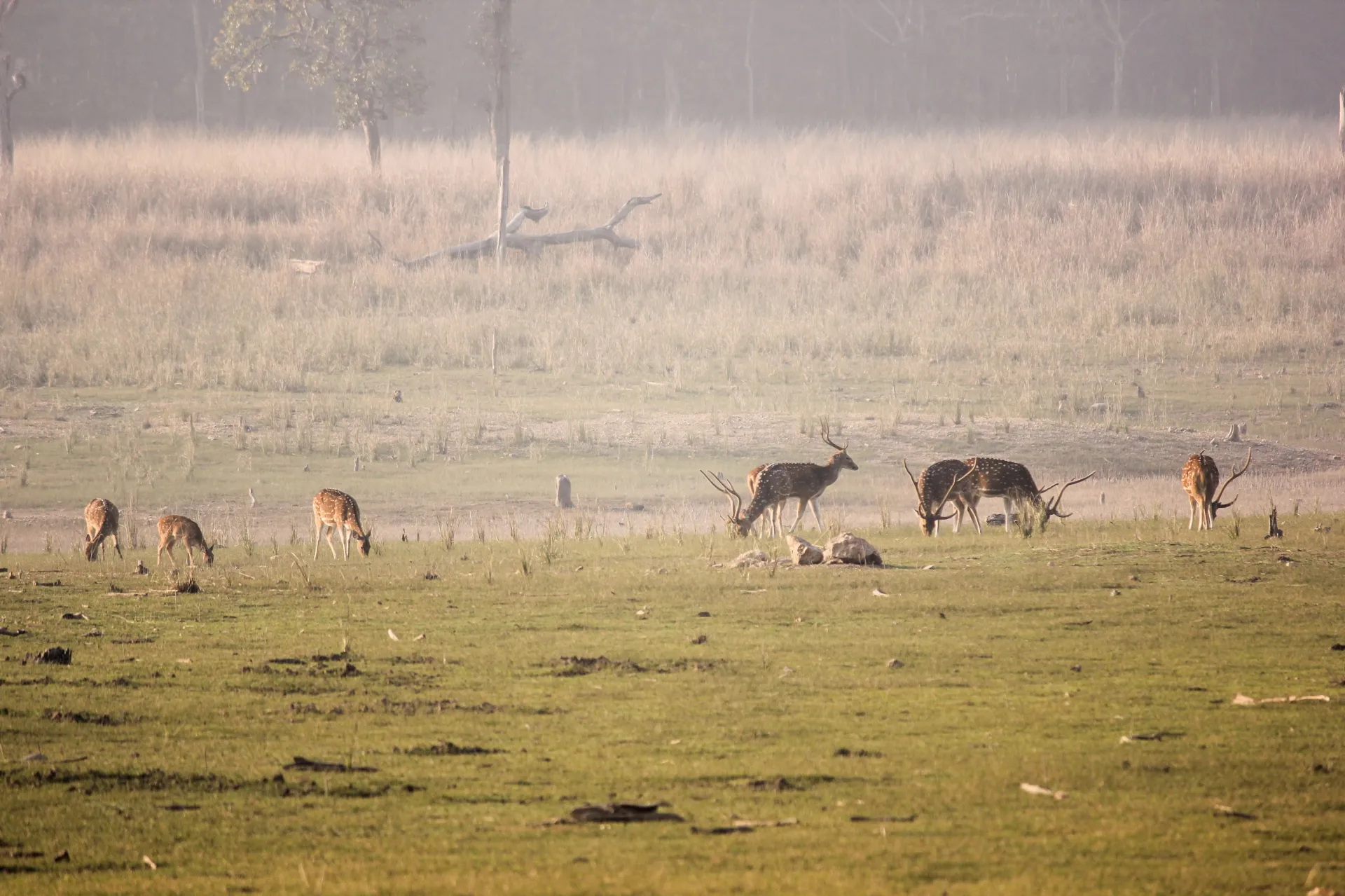 Picturesque Pench National Park