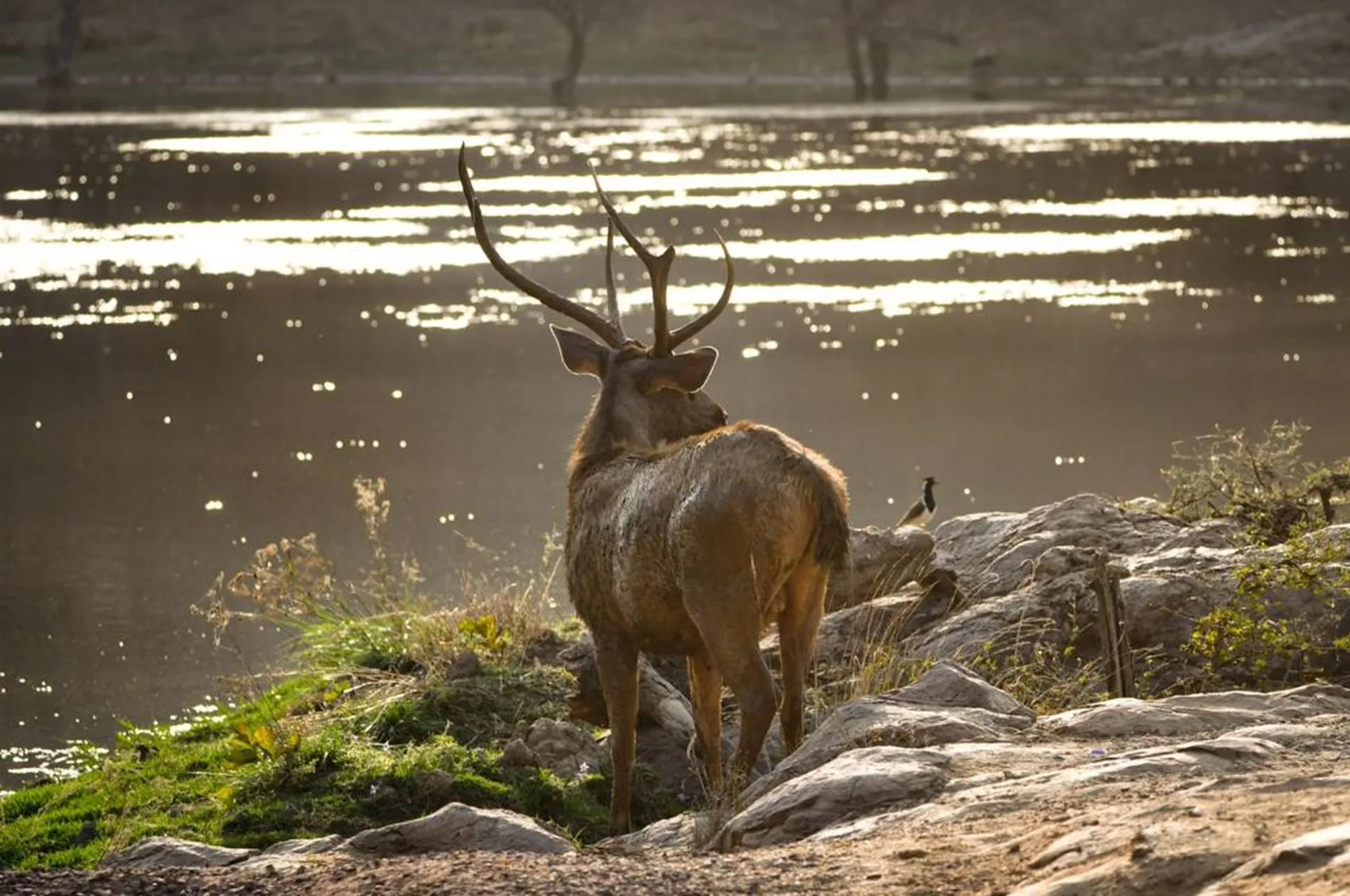 Good bye Kanha as you head on to Pench National Park