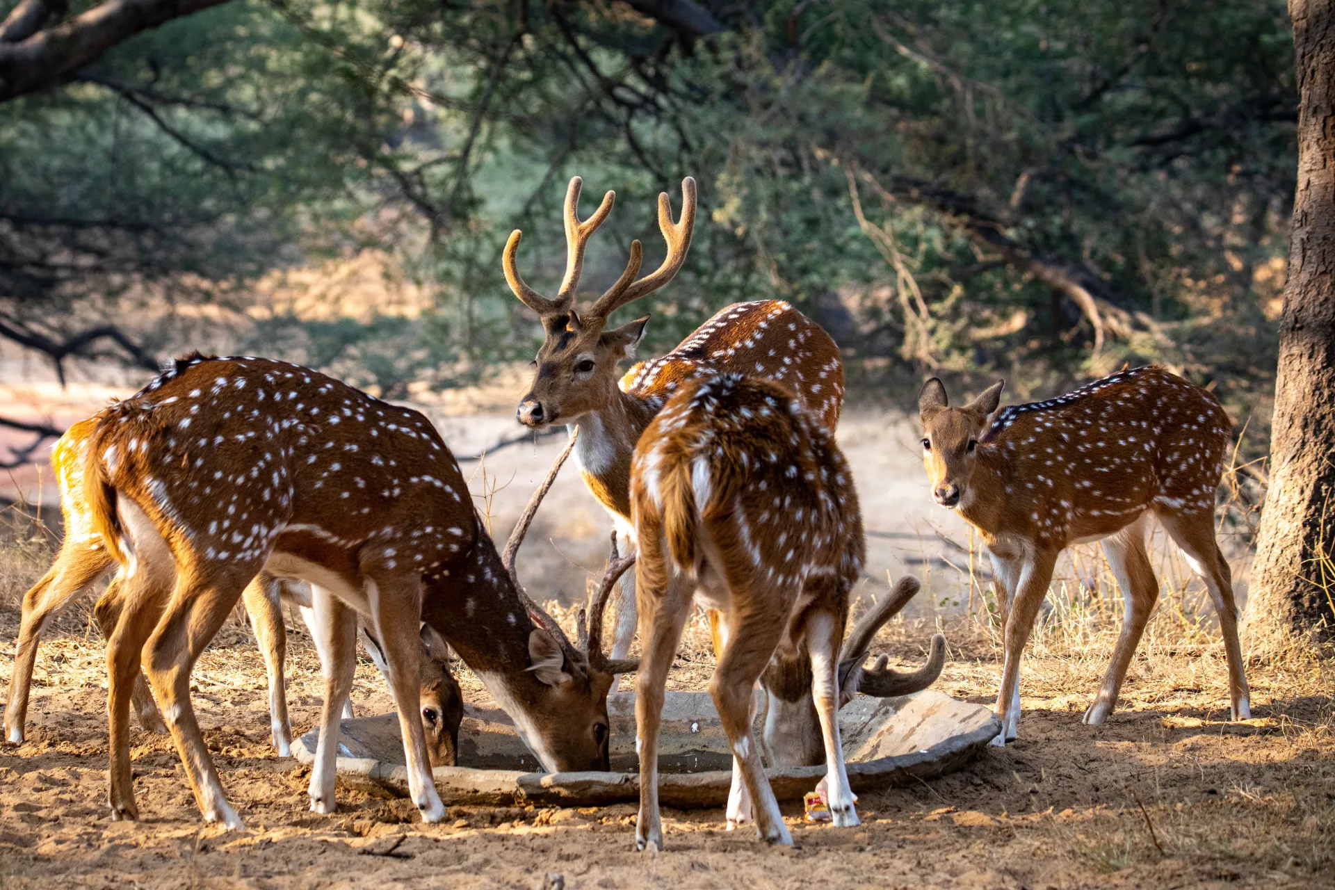 Sariska National Park