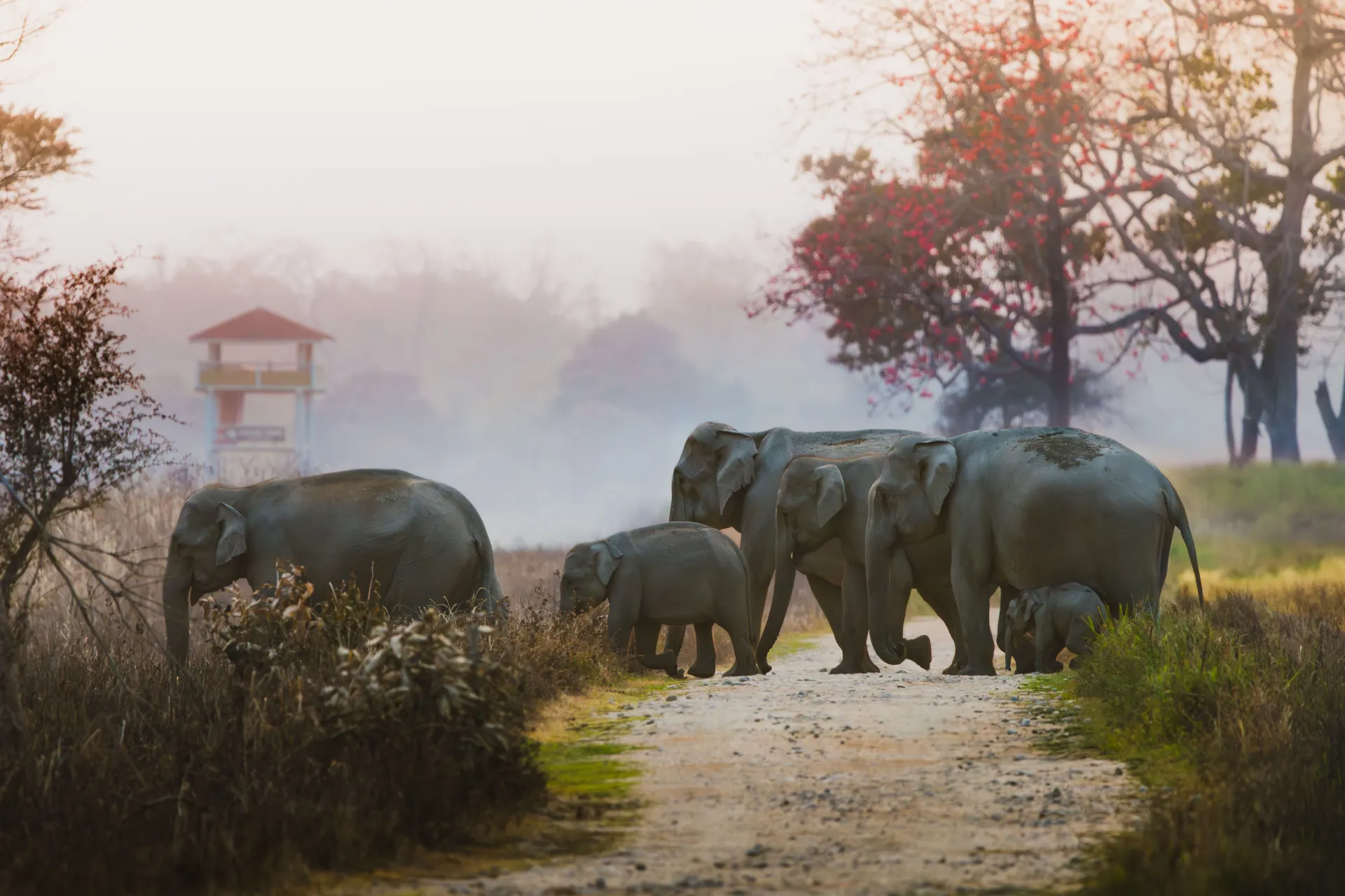 Bid farewell to the Pink City, as you head to Ranthambore National Park