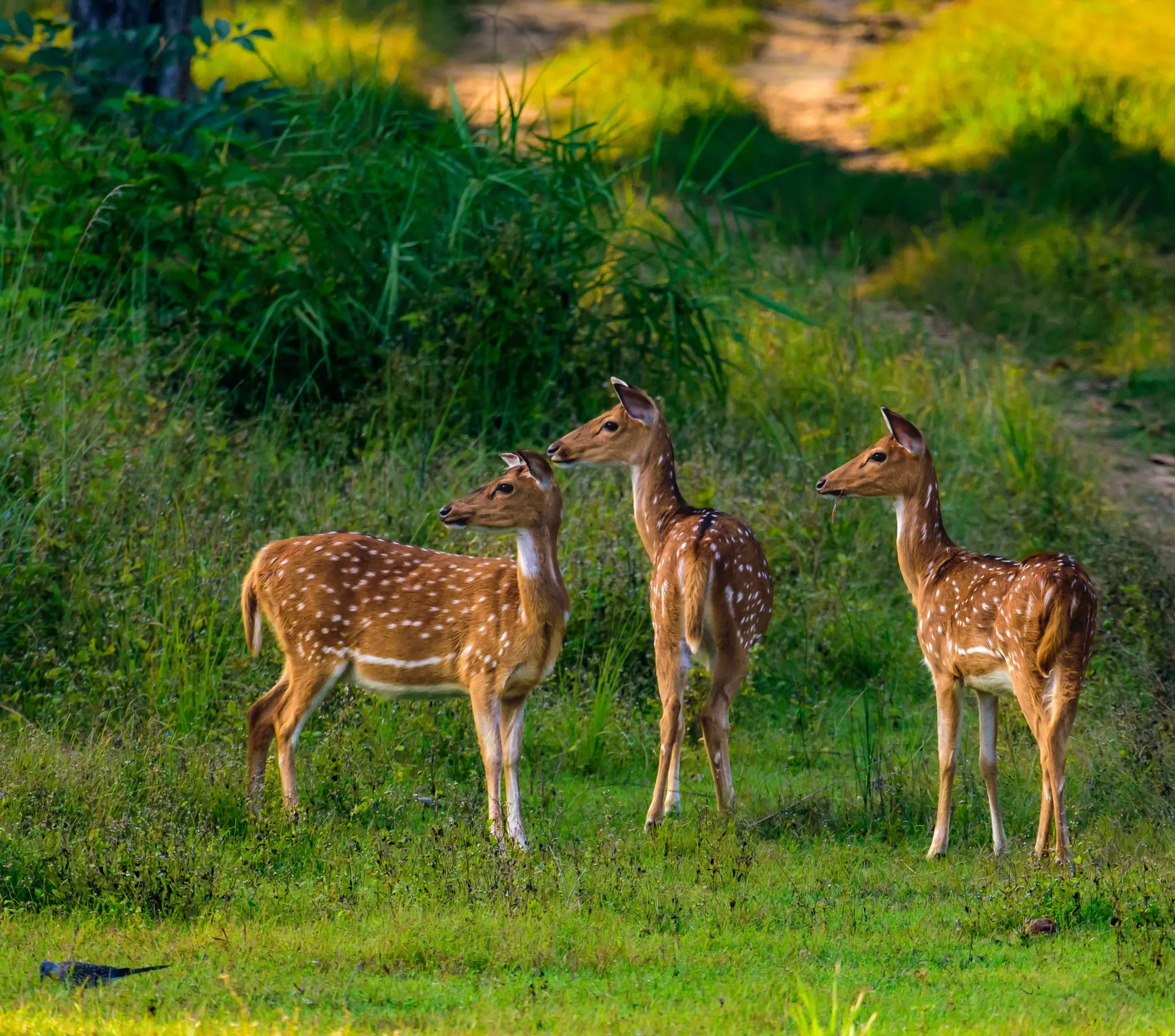India’s alluring – Ranthambhore National Park
