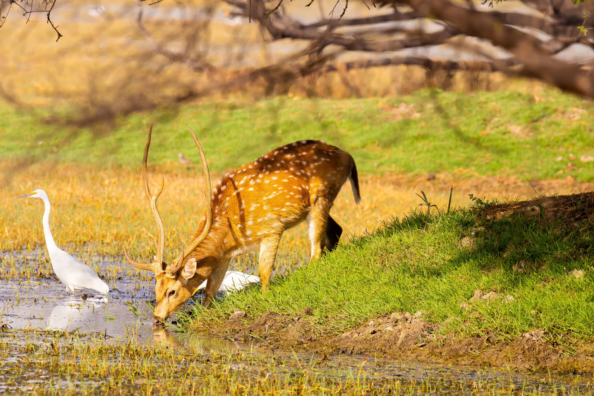 Onto the beautiful Bandhavgarh, the land of benevolence