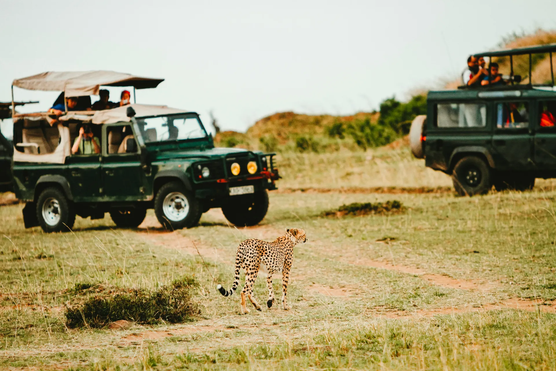 The Tiger’s Haven - Bandhavgarh