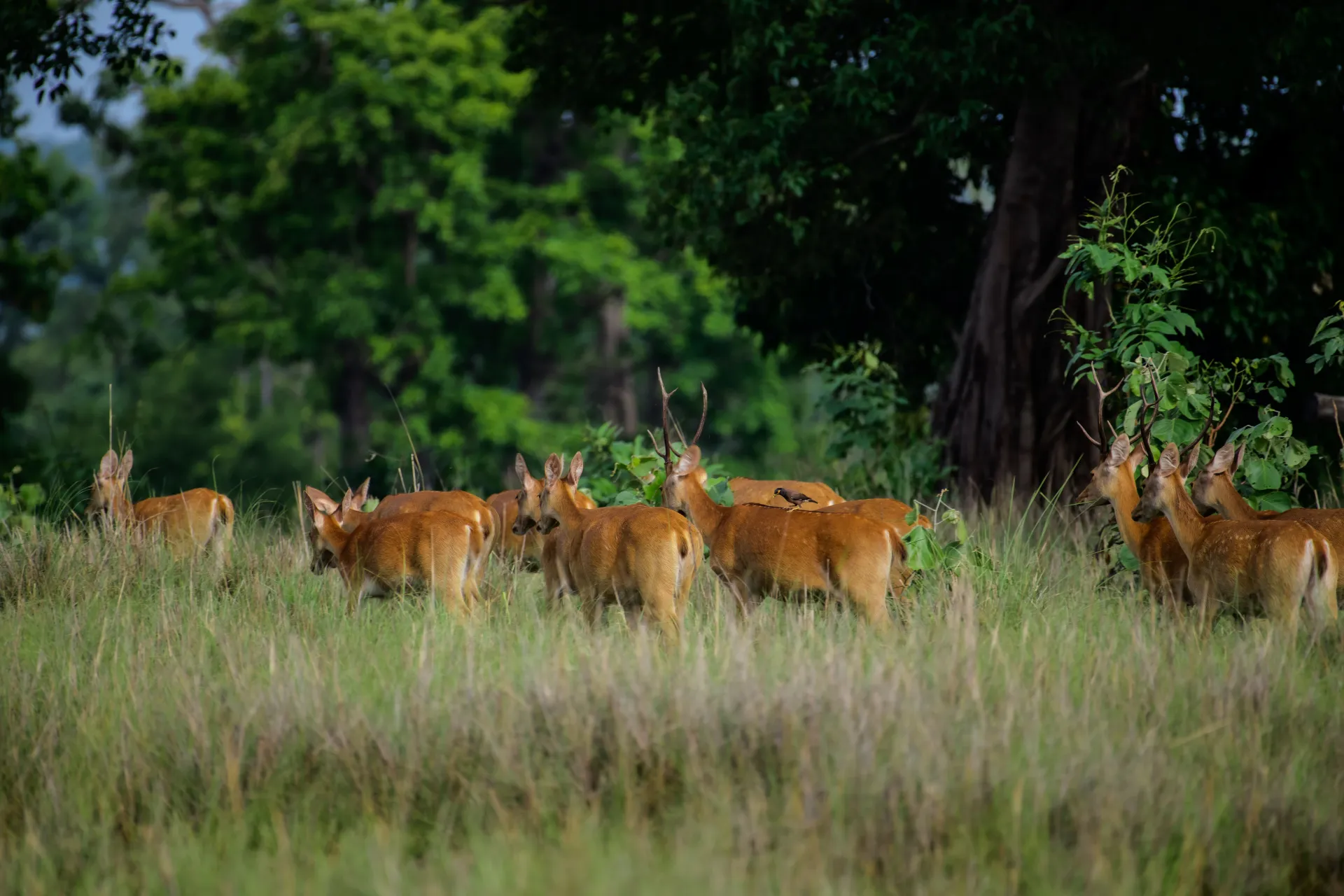 The breathtaking Kanha National Park