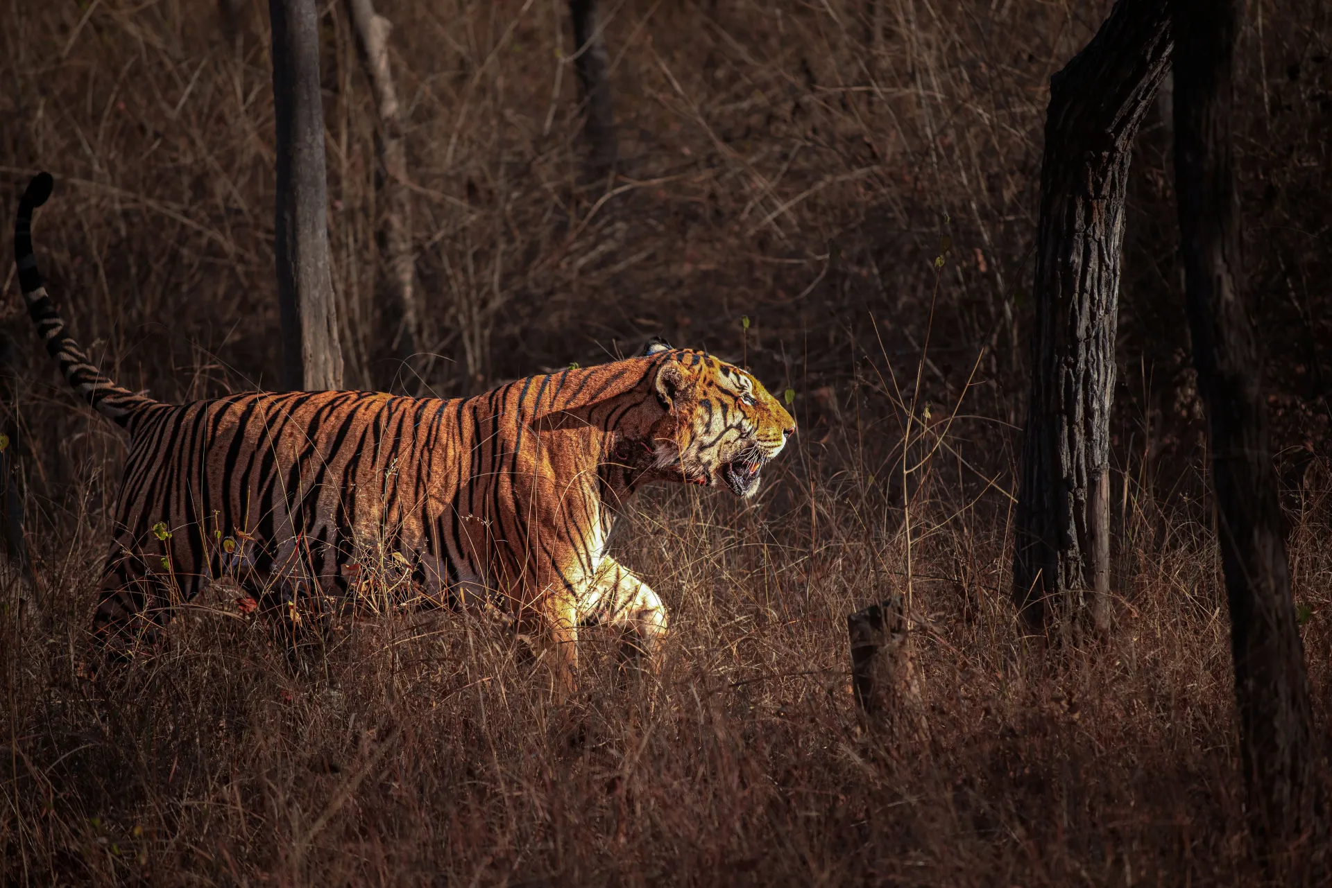 Picturesque Pench National Park