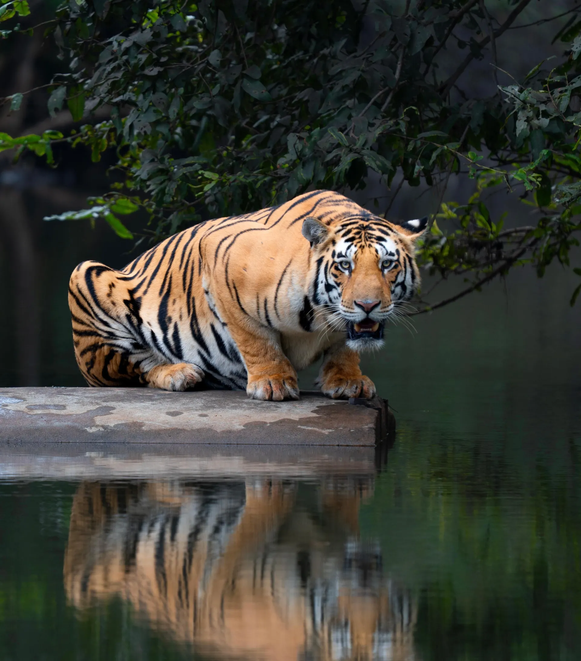 The Tiger’s Haven - Bandhavgarh