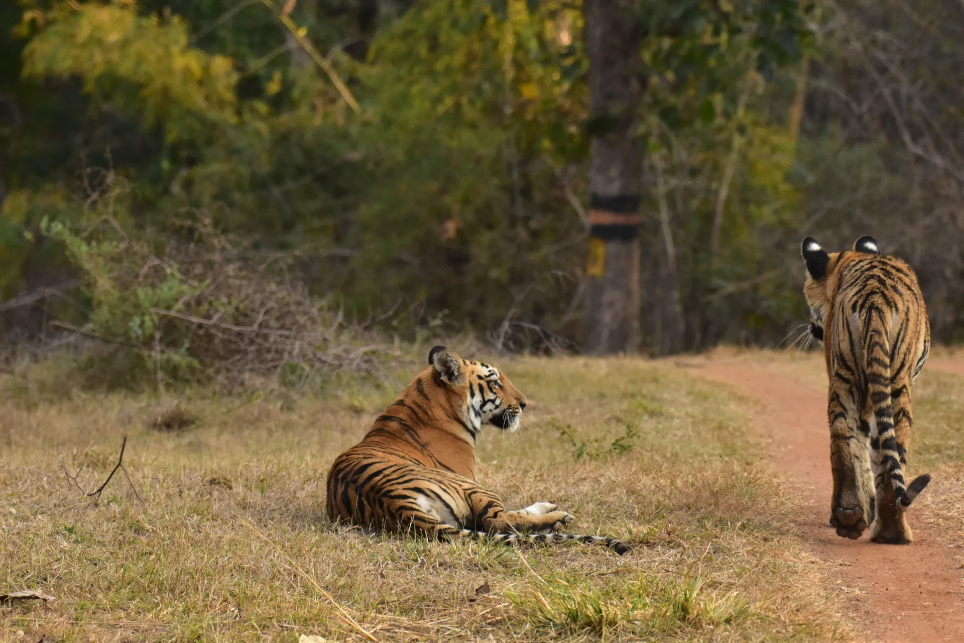 The alluring Kanha National Park