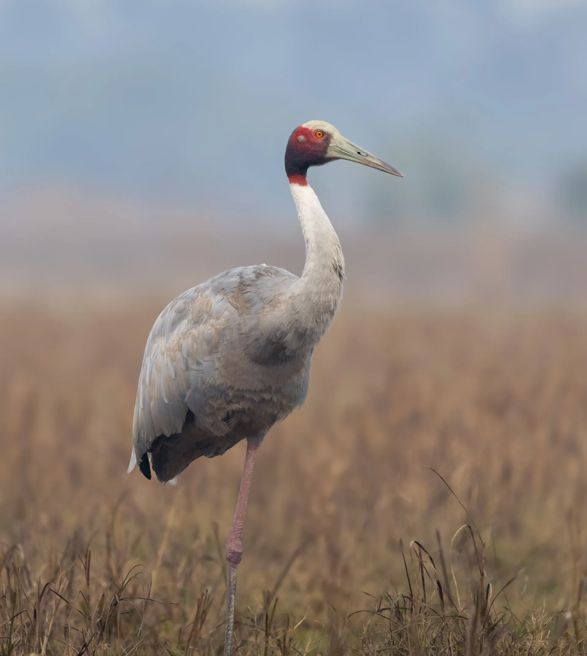 On to Keoladeo National Park, Bharatpur