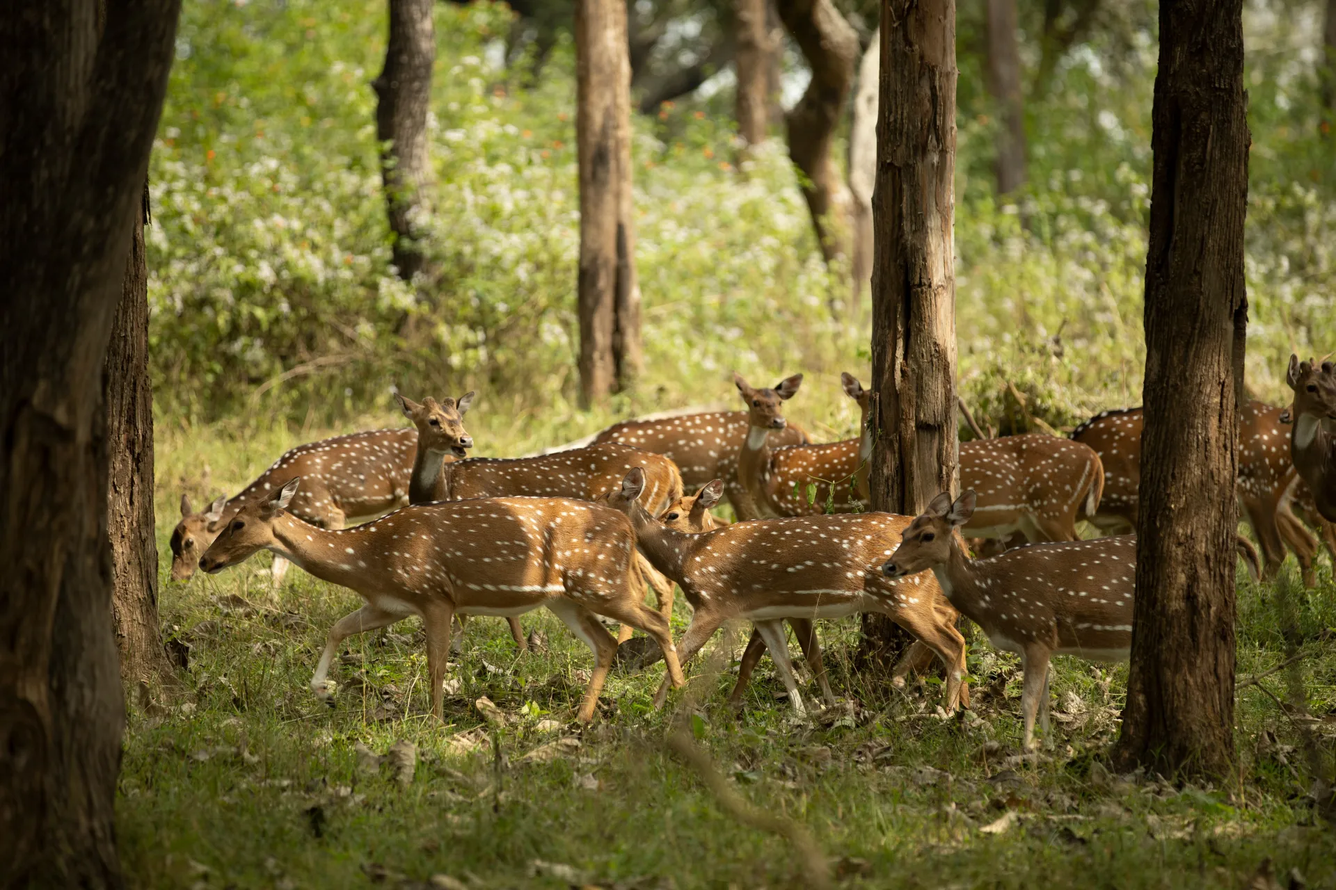 India’s alluring – Ranthambhore National Park