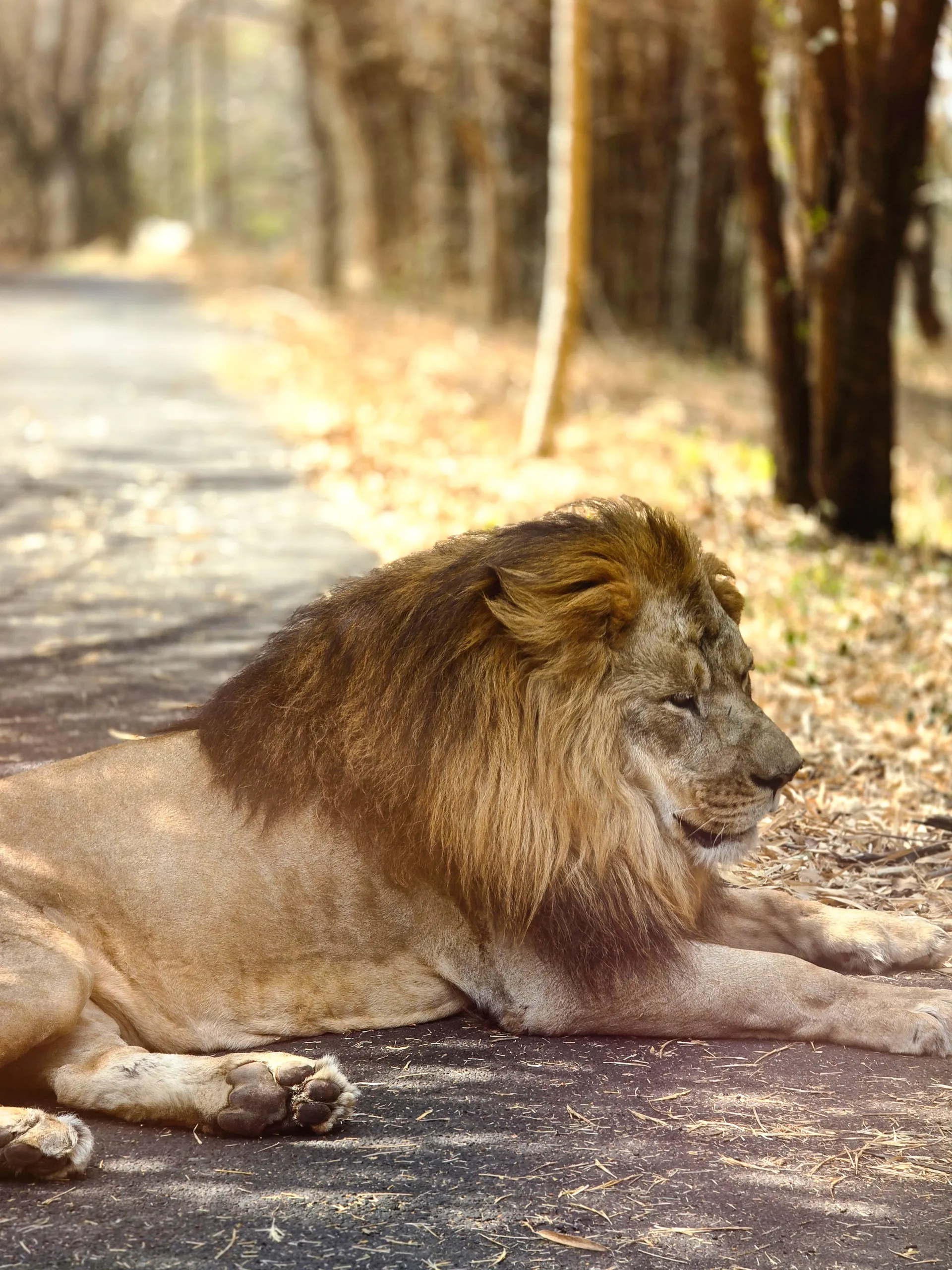 Onto Sasan Gir