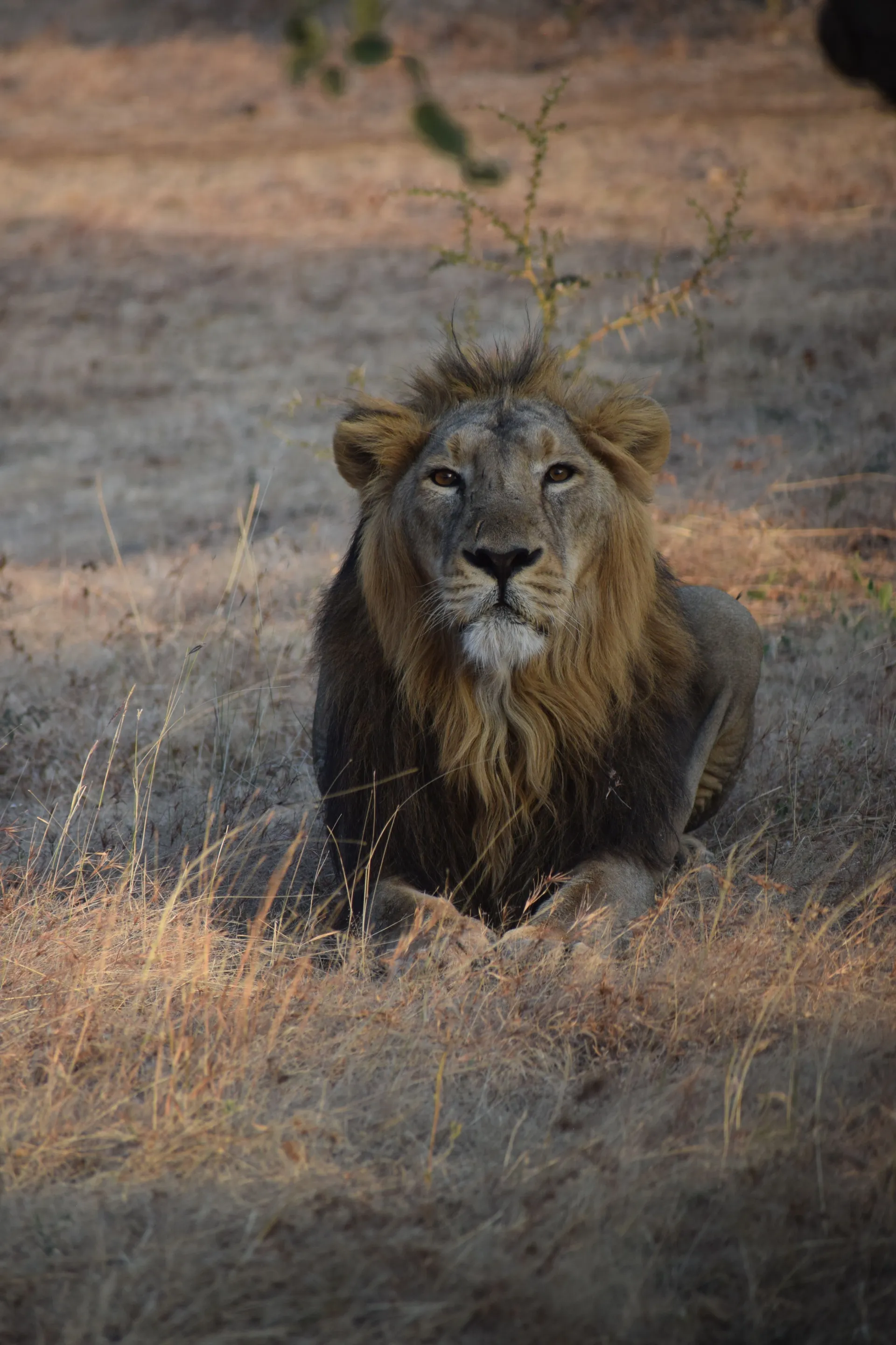 Sasan Gir