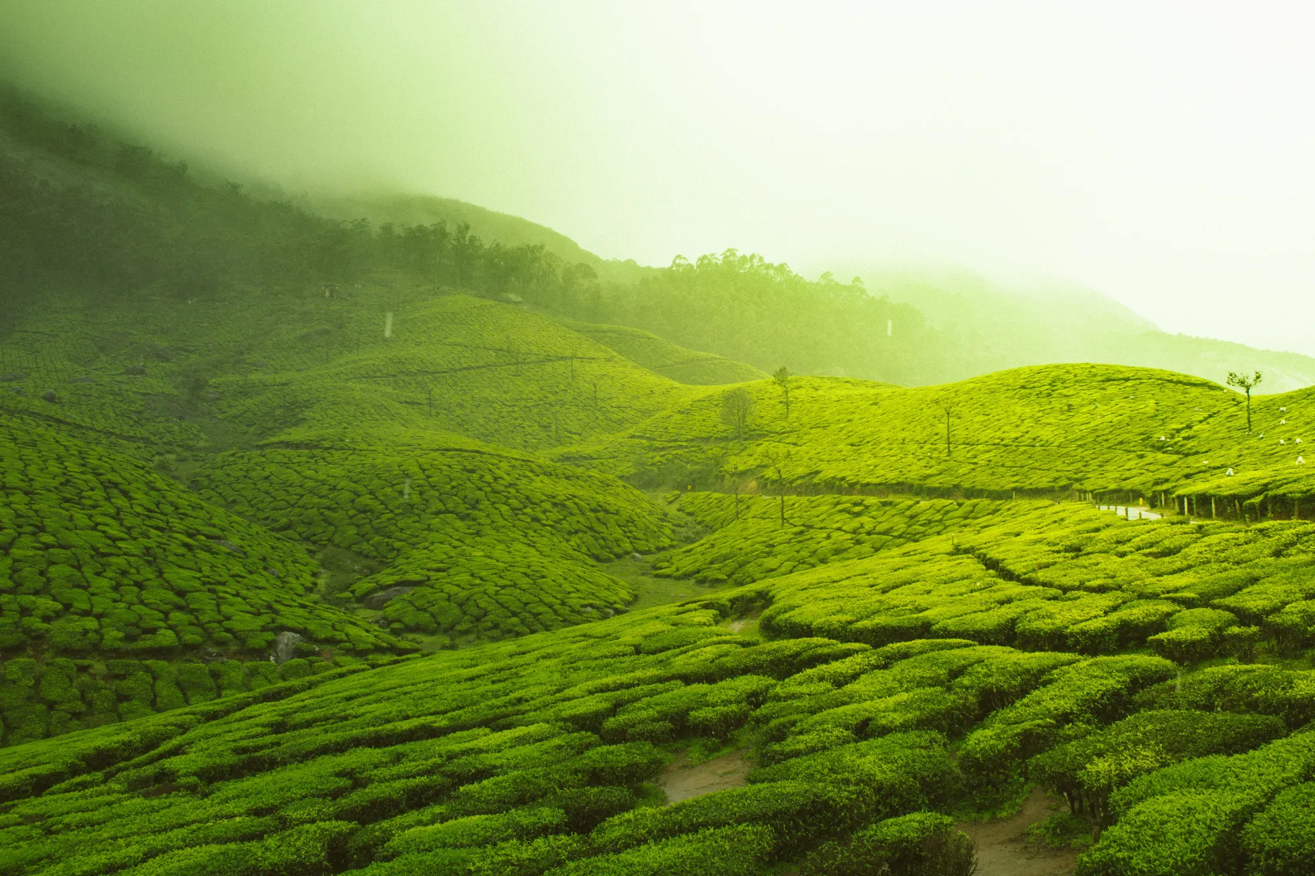 Ooty