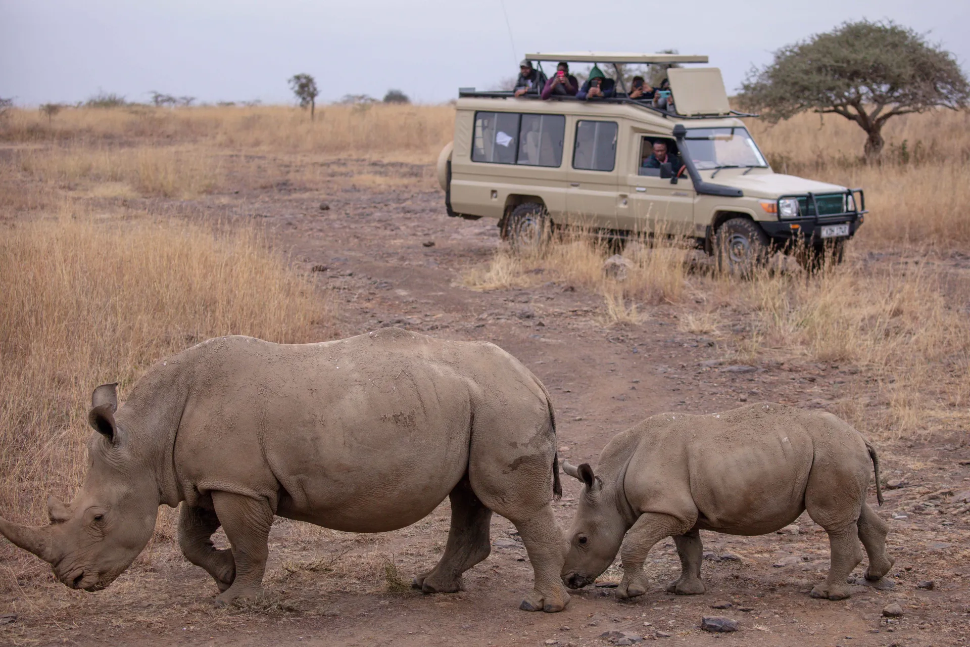 Indian Wildlife Safari Tours