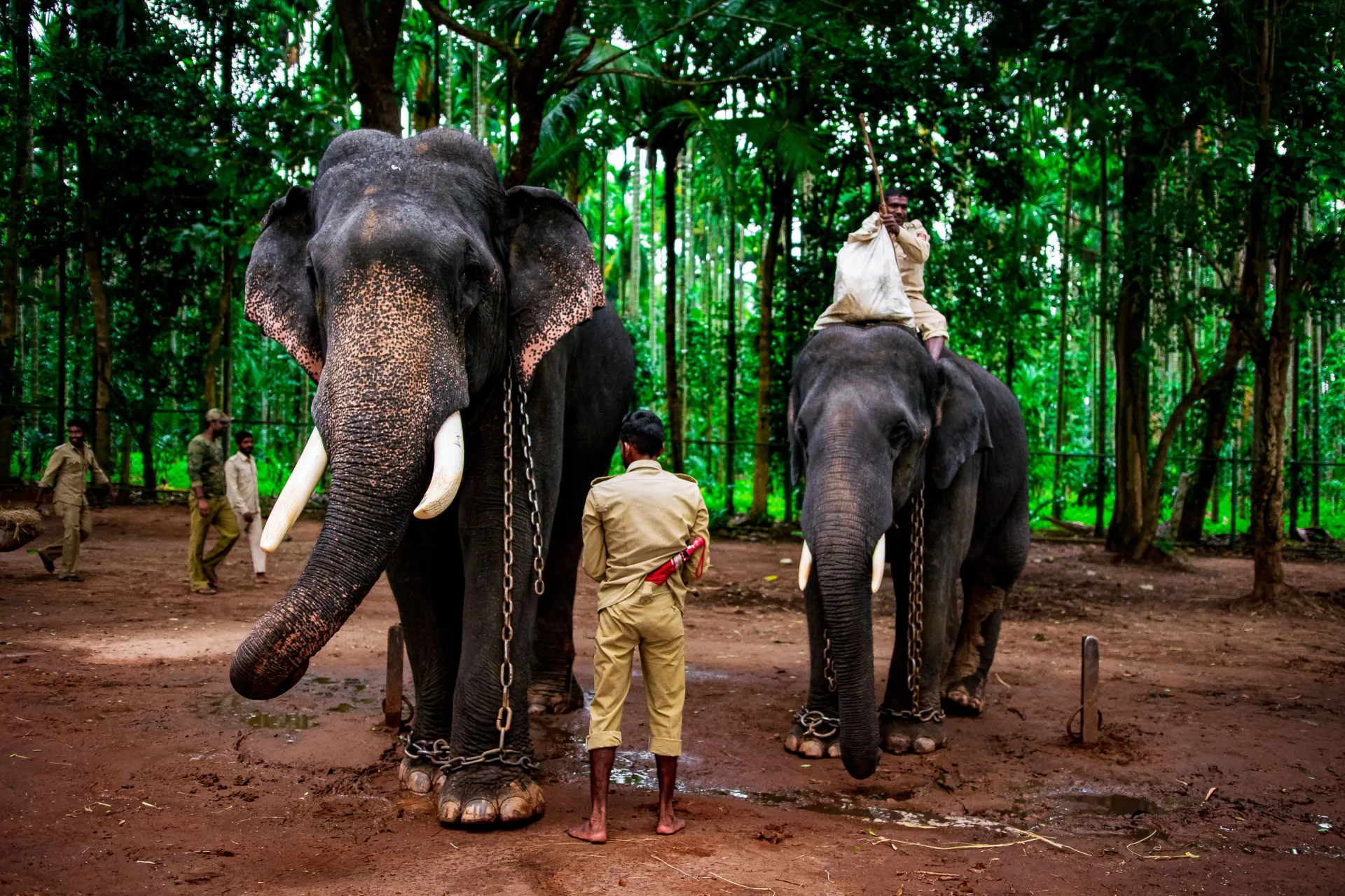 Wildlife Naturalists